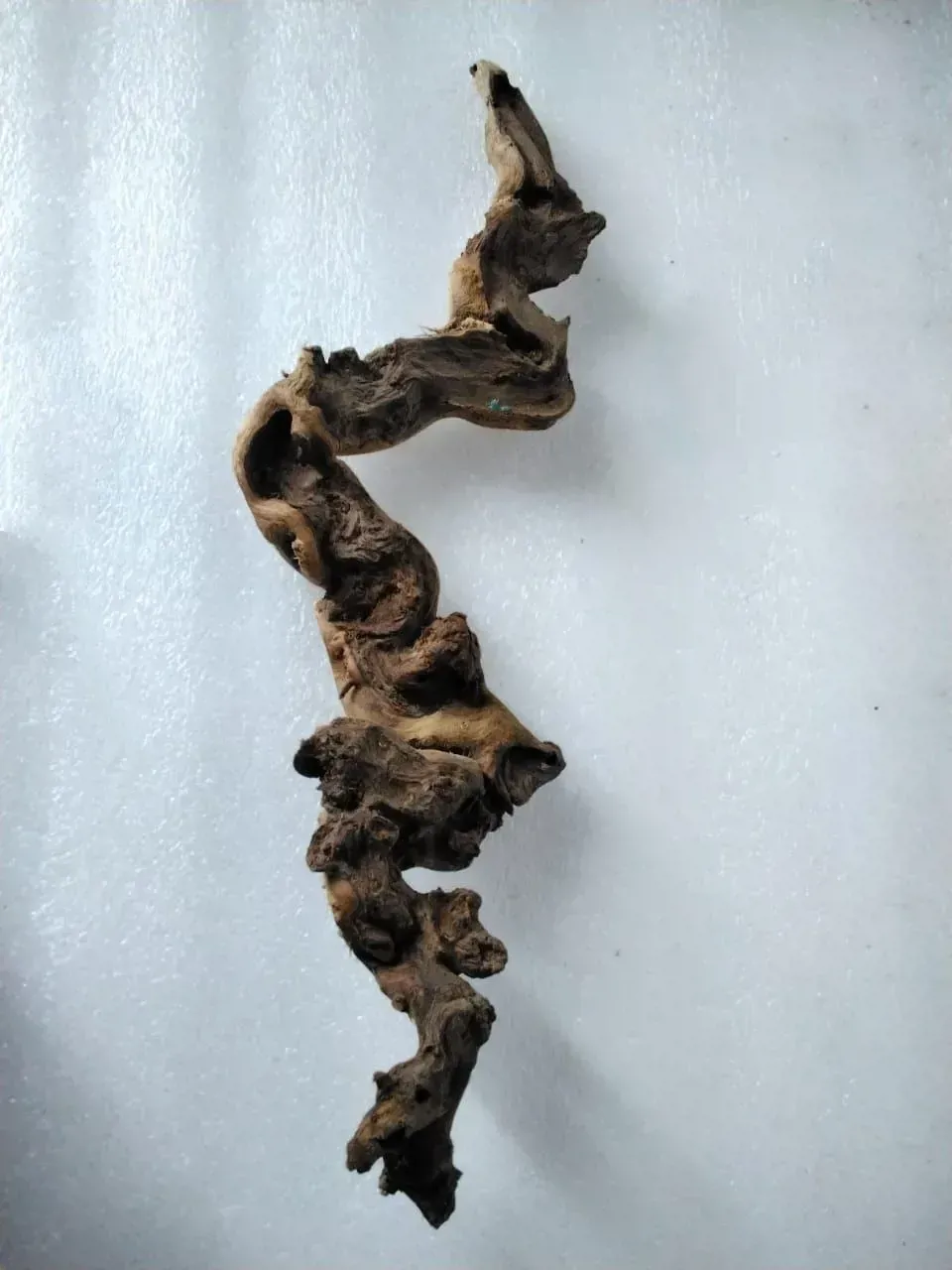 جذع خشب لتزيين حوض السمك - 50 سم