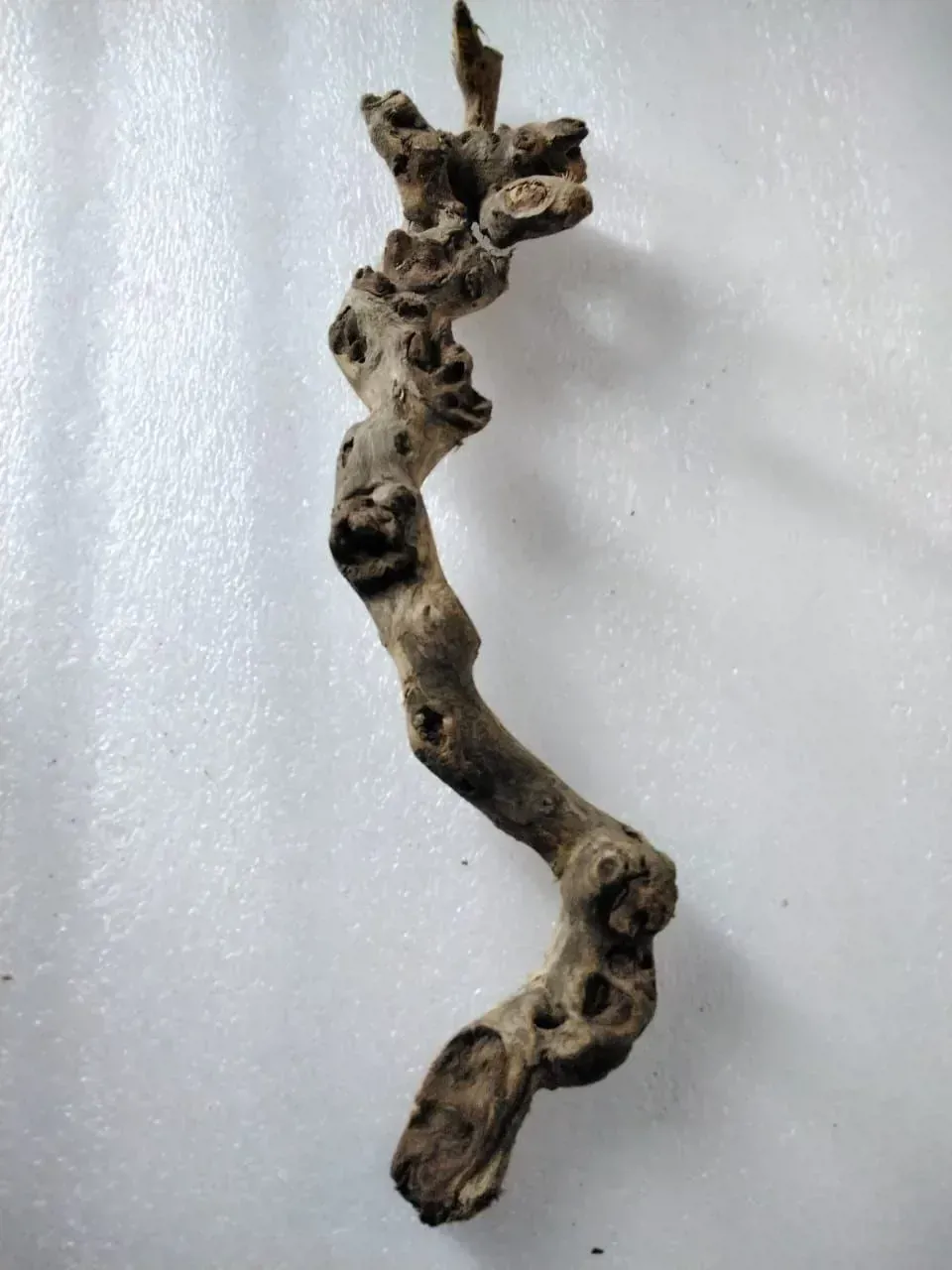 جذع خشبي 40 سم لحوض السمك